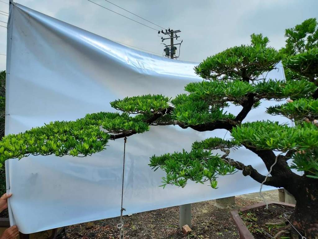 羅漢松雙天成品