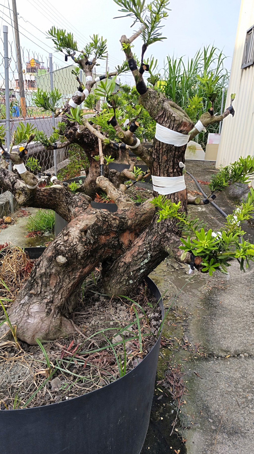 羅漢松改金鑽-網4